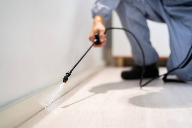 Certified termite inspector examining foundation in Lindsay